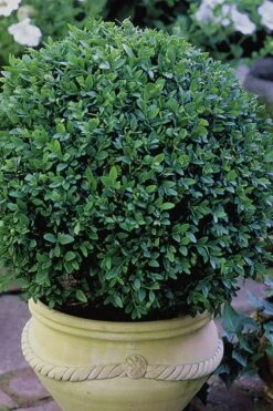Green Velvet Boxwood - 1 Gallon Pot -FloraHaven Shop Boxwood Green Velvet 3 1