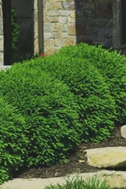 Green Velvet Boxwood - 1 Gallon Pot -FloraHaven Shop Boxwood Green Velvet 7 1
