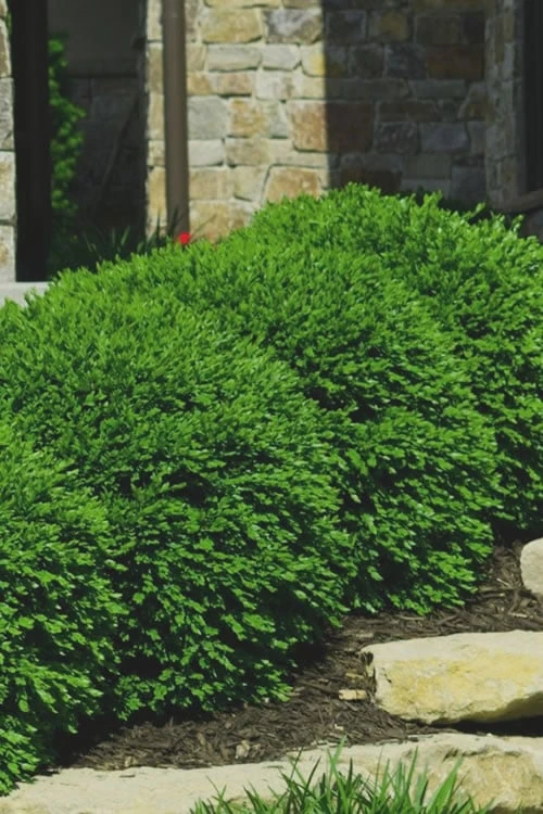 Green Velvet Boxwood - 6 Pack Of 1 Gallon Pots 6 Green Velvet Boxwood - 6 Pack Of 1 Gallon Pots - Image 4