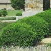 Green Velvet Boxwood - 7 Gallon Pot -FloraHaven Shop Boxwood Green Velvet 8