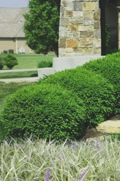 FloraHaven Shop 14 Green Velvet Boxwood - 6 Pack Of 1 Gallon Pots