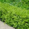Japanese Boxwood - Buxus Microphylla - 1 Gallon Pot -FloraHaven Shop Boxwood Japanese 500x750 4