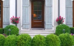 Japanese Boxwood - Buxus Microphylla - 1 Gallon Pot -FloraHaven Shop Boxwood Japanese Entryway 3