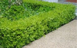 Japanese Boxwood - Buxus Microphylla - 6 Pack Of 1 Gallon Pots -FloraHaven Shop Boxwood Japanese Hedge 2