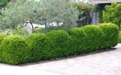 Japanese Boxwood - Buxus Microphylla - 3 Gallon Pot -FloraHaven Shop Boxwood Japanese Hedge 3 2