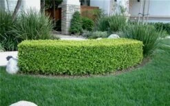 Japanese Boxwood - Buxus Microphylla - 3 Gallon Pot -FloraHaven Shop Boxwood Japanese Hedge 4