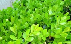 Japanese Boxwood - Buxus Microphylla - 3 Gallon Pot -FloraHaven Shop Boxwood Japanese Leaves Closeup 2