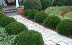 Justin Brouwers Dwarf Boxwood - 1 Gallon Pot 10 Justin Brouwers Dwarf Boxwood - 1 Gallon Pot -FloraHaven Shop Boxwood Justin Brouwers In Landscape