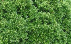 Justin Brouwers Dwarf Boxwood - 6 Pack Of 1 Gallon Pots 11 Justin Brouwers Dwarf Boxwood - 6 Pack Of 1 Gallon Pots -FloraHaven Shop Boxwood Justin Brouwers Leaves 1