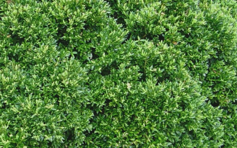 Justin Brouwers Dwarf Boxwood - 1 Gallon Pot 7 Justin Brouwers Dwarf Boxwood - 1 Gallon Pot - Image 5