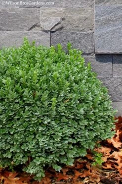 Korean Dwarf Boxwood - Buxus Sinica Var. Insularis 'Nana' - 6 Pack Of 1 Gallon Pots 13 Korean Dwarf Boxwood - Buxus Sinica Var. Insularis 'Nana' - 6 Pack Of 1 Gallon Pots -FloraHaven Shop Boxwood Korean Dwarf Insularis Nana 1