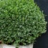 Korean Dwarf Boxwood - Buxus Sinica Var. Insularis 'Nana' - 6 Pack Of 1 Gallon Pots -FloraHaven Shop Boxwood Korean Dwarf Insularis Nana 5