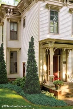 Pyramid Boxwood (Buxus Sempervirens 'Pyramidalis) - 1 Gallon Pot -FloraHaven Shop Boxwood Pyramidalis 11