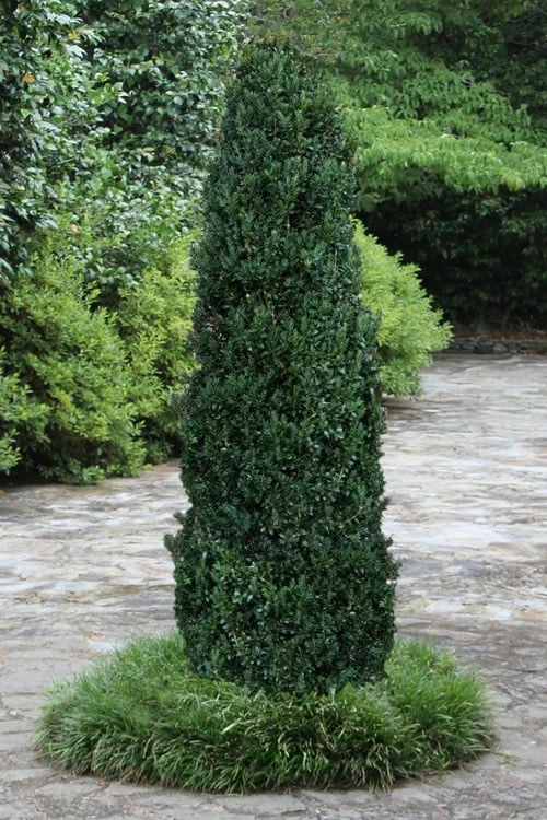 Shadow Sentry Pyramidal Boxwood - 3 Gallon Pot 3 Shadow Sentry Pyramidal Boxwood - 3 Gallon Pot