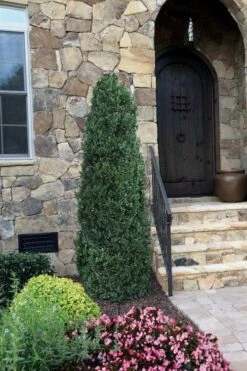 Shadow Sentry Pyramidal Boxwood - 3 Gallon Pot 10 Shadow Sentry Pyramidal Boxwood - 3 Gallon Pot -FloraHaven Shop Boxwood Shadow Sentry 3