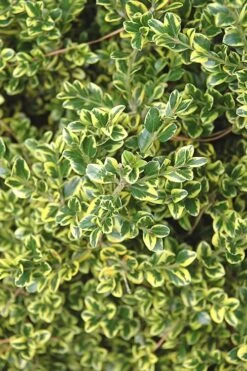 Sunburst Variegated Korean Boxwood - 1 Gallon Pot -FloraHaven Shop Boxwood Sunburst 2