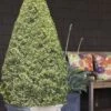 Variegated Boxwood Cone Topiary (Buxus Sempervirens 'Variegata') - 3 Gallon Pot 1 Variegated Boxwood Cone Topiary (Buxus Sempervirens 'Variegata') - 3 Gallon Pot -FloraHaven Shop Boxwood Variegated Cone 10