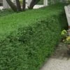 Wintergreen Boxwood - 3 Gallon Pot -FloraHaven Shop Boxwood Wintergreen 10 3
