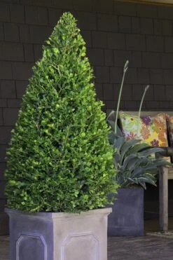 Wintergreen Boxwood - 6 Pack Of 1 Gallon Pots -FloraHaven Shop Boxwood Wintergreen 11