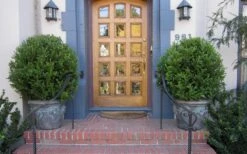 Wintergreen Boxwood - 3 Gallon Pot -FloraHaven Shop Boxwood Wintergreen 12 2