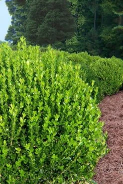 Wintergreen Boxwood - 6 Pack Of 1 Gallon Pots -FloraHaven Shop Boxwood Wintergreen 500x750 1