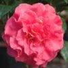 Ack-Scent Fragrant Pink Camellia Japonica - 3 Gallon Pot -FloraHaven Shop Camellia Ack Scent JW 1