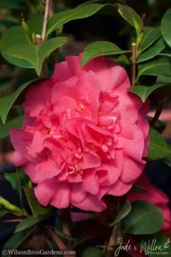 Ack-Scent Fragrant Pink Camellia Japonica - 3 Gallon Pot 10 Ack-Scent Fragrant Pink Camellia Japonica - 3 Gallon Pot -FloraHaven Shop Camellia Ack Scent JW 2