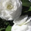 Alba Plena Camellia Japonica - 7 Gallon Pot (3-4') -FloraHaven Shop Camellia Alba Plena 500x750 1