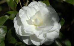 Alba Plena Camellia Japonica - 7 Gallon Pot (3-4') -FloraHaven Shop Camellia Alba Plena Flower Closeup 2