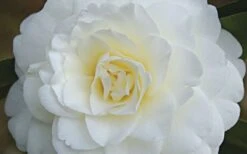 Alba Plena Camellia Japonica - 7 Gallon Pot (3-4') -FloraHaven Shop Camellia Alba Plena Flower Closeup