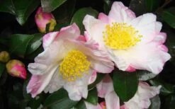 Apple Blossom Camellia Sasanqua - 3 Gallon Pot -FloraHaven Shop Camellia Apple Blossom 1