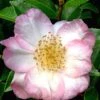 Apple Blossom Camellia Sasanqua - 3 Gallon Pot 1 Apple Blossom Camellia Sasanqua - 3 Gallon Pot -FloraHaven Shop Camellia Apple Blossom 11