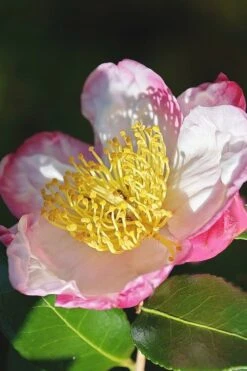 Apple Blossom Camellia Sasanqua - 3 Gallon Pot -FloraHaven Shop Camellia Apple Blossom 7