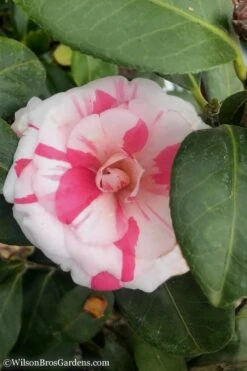 April Dawn Cold Hardy Camellia Japonica - 5 Gallon Pot 15 April Dawn Cold Hardy Camellia Japonica - 5 Gallon Pot -FloraHaven Shop Camellia April Dawn 10