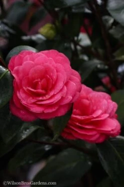 April Dawn Cold Hardy Camellia Japonica - 5 Gallon Pot 14 April Dawn Cold Hardy Camellia Japonica - 5 Gallon Pot -FloraHaven Shop Camellia April Dawn 20