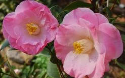 April Remembered Cold Hardy Pink Camellia Japonica - 1 Gallon Pot -FloraHaven Shop Camellia April Remembered 1