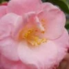 April Remembered Cold Hardy Pink Camellia Japonica - 1 Gallon Pot -FloraHaven Shop Camellia April Remembered 1 500x750 1