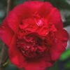 April Tryst Camellia Japonica - 2 Gallon Pot -FloraHaven Shop Camellia April Tryst 21 1