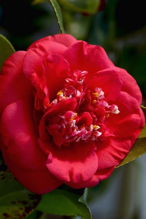 April Tryst Camellia Japonica - 2 Gallon Pot 7 April Tryst Camellia Japonica - 2 Gallon Pot - Image 5