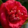 April Tryst Camellia Japonica - 3 Gallon Pot -FloraHaven Shop Camellia April Tryst 3