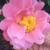 Arctic Dawn Cold Hardy Pink Camellia Hybrid - 3 Gallon Pot -FloraHaven Shop Camellia Arctic Dawn 22