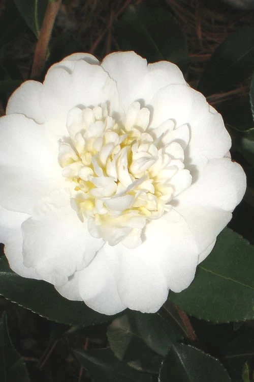 Autumn Rocket Camellia Sasanqua - 1 Gallon Pot 3 Autumn Rocket Camellia Sasanqua - 1 Gallon Pot