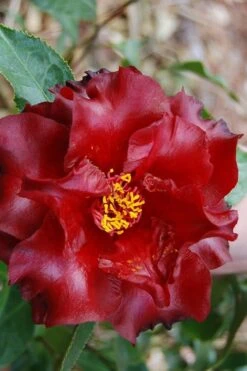 Black Magic Camellia Japonica - 7 Gallon Pot (2-3') 9 Black Magic Camellia Japonica - 7 Gallon Pot (2-3') -FloraHaven Shop Camellia Black Magic 2