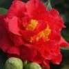 Blood Of China Fragrant Red Camellia Japonica - 3 Gallon Pot -FloraHaven Shop Camellia Blood Of China 1