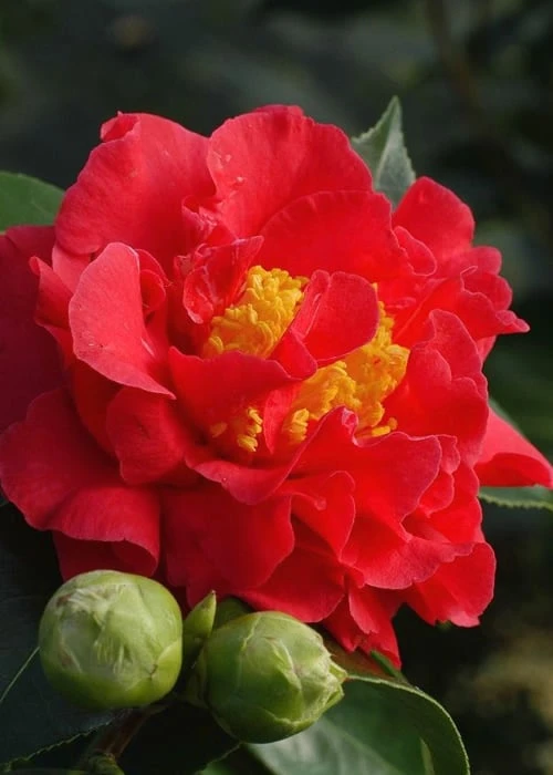 Blood Of China Fragrant Red Camellia Japonica - 3 Gallon Pot 3 Blood Of China Fragrant Red Camellia Japonica - 3 Gallon Pot
