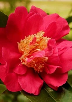Blood Of China Fragrant Red Camellia Japonica - 3 Gallon Pot 9 Blood Of China Fragrant Red Camellia Japonica - 3 Gallon Pot -FloraHaven Shop Camellia Blood Of China 3