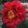 Bob Hope Camellia Japonica - 3 Gallon Pot -FloraHaven Shop Camellia Bob Hope 1