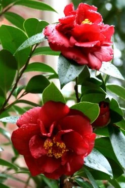 Bob Hope Camellia Japonica - 1 Gallon Pot -FloraHaven Shop Camellia Bob Hope 3 1