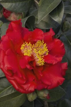 Bob Hope Camellia Japonica - 3 Gallon Pot 11 Bob Hope Camellia Japonica - 3 Gallon Pot -FloraHaven Shop Camellia Bob Hope 5