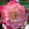 Buttons 'n Bows Camellia Hybrid - 3 Gallon Pot